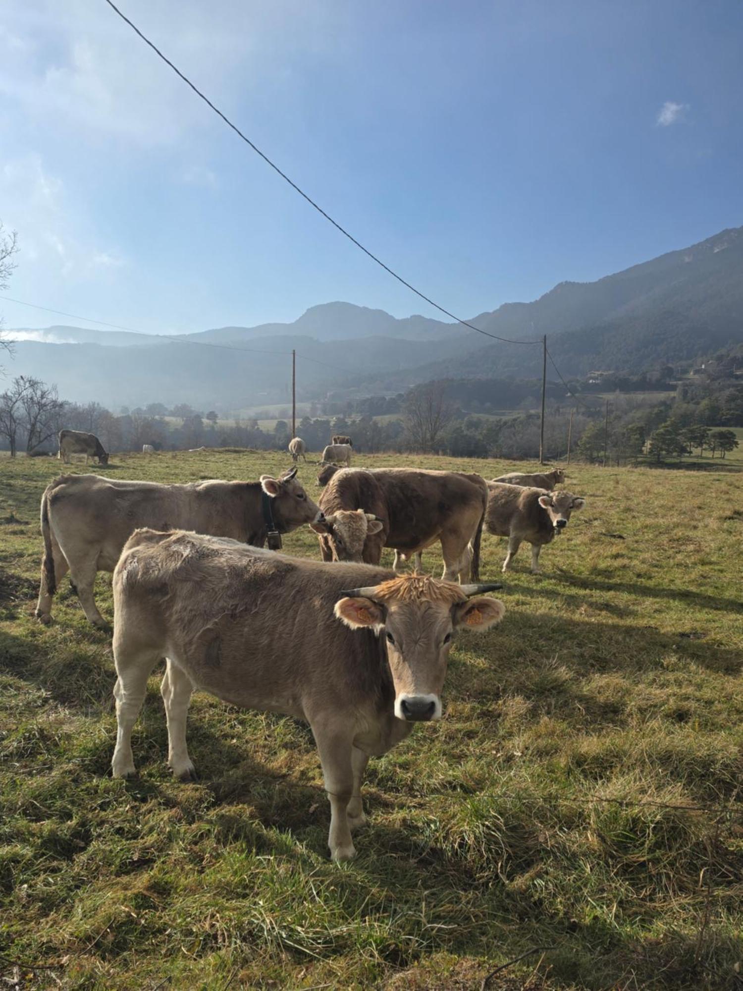 Complex Rural Caubet Berga